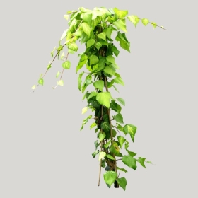 ͼʦģֲģȫ20222119