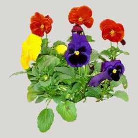 ͼʦģֲģȫ20222074