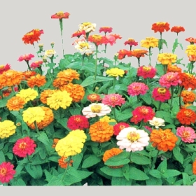 ͼʦģֲģȫ20222450