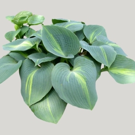 ͼʦģֲģȫ20221654