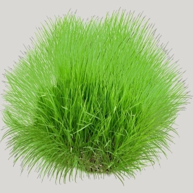 ͼʦģֲģȫ20222007