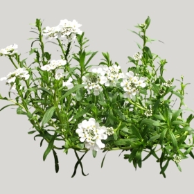 ͼʦģֲģȫ20221152