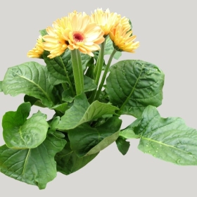 ͼʦģֲģȫ20221465