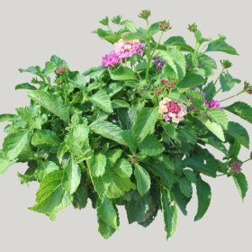 ͼʦģֲģȫ20221802