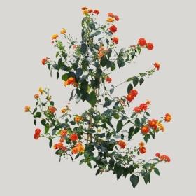 ͼʦģֲģȫ20221803