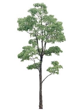 720úMtree04