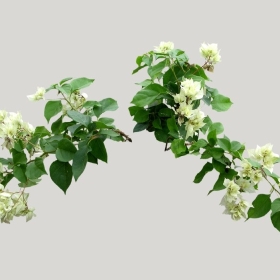 ͼʦģֲģȫ20221088