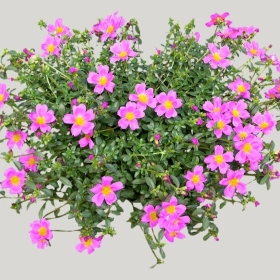 ͼʦģֲģȫ20221950