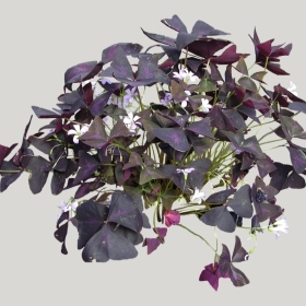 ͼʦģֲģȫ20222258