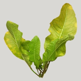 ͼʦģֲģȫ20221621