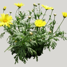 ͼʦģֲģȫ20221885