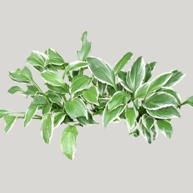 ͼʦģֲģȫ20221634