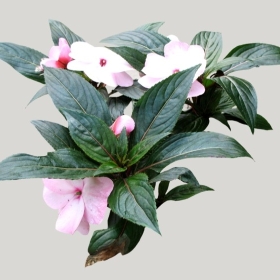 ͼʦģֲģȫ20221974