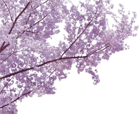 PSزĹҽPSDʽBough06