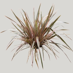 ͼʦģֲģȫ20221990