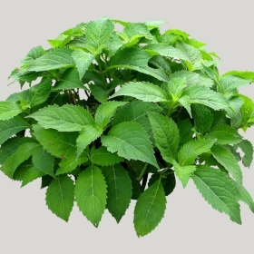 ͼʦģֲģȫ20221952