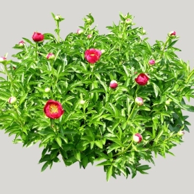 ͼʦģֲģȫ20222108