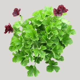 ͼʦģֲģȫ20222101