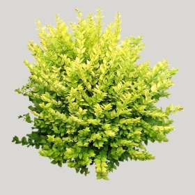 ͼʦģֲģȫ20221512