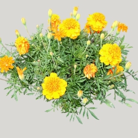 ͼʦģֲģȫ20221902