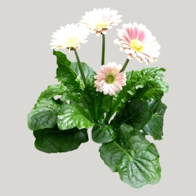 ͼʦģֲģȫ20221482