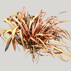 ͼʦģֲģȫ20221989