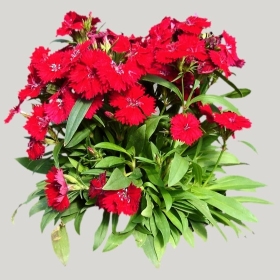 ͼʦģֲģȫ20221061