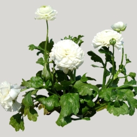 ͼʦģֲģȫ20222116