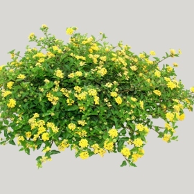 ͼʦģֲģȫ20221804