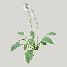 ͼʦģֲģȫ20221636