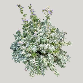 ͼʦģֲģȫ20221724