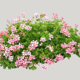 ͼʦģֲģȫ20221440