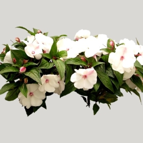 ͼʦģֲģȫ20221965