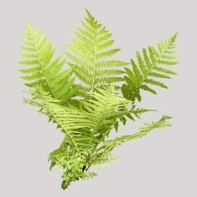 ͼʦģֲģȫ20222050