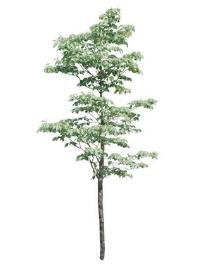720úMtree11