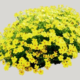 ͼʦģֲģȫ20221001