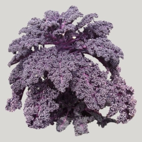 ͼʦģֲģȫ20221762