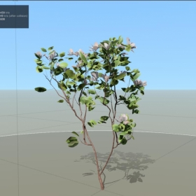 APPLE: SEEDLING (LARGE)