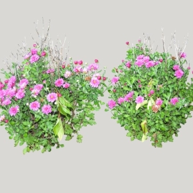 ͼʦģֲģȫ20221409