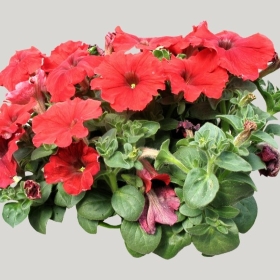 ͼʦģֲģȫ20222137