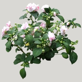 ͼʦģֲģȫ20221082