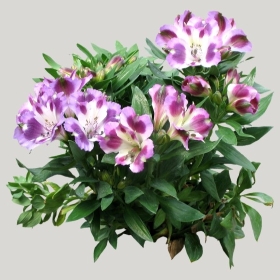 ͼʦģֲģȫ20222091