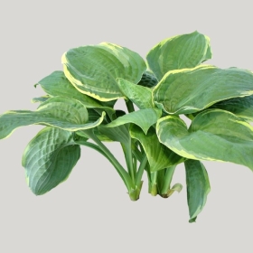 ͼʦģֲģȫ20221632