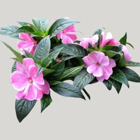 ͼʦģֲģȫ20221975