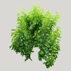 ͼʦģֲģȫ20222046