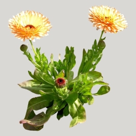 ͼʦģֲģȫ20221889