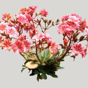 ͼʦģֲģȫ20221831