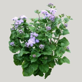 ͼʦģֲģȫ20221346