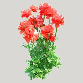 ͼʦģֲģȫ20222117