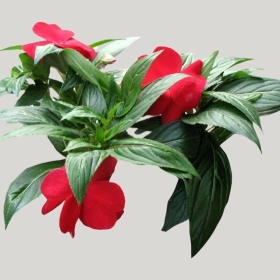 ͼʦģֲģȫ20221972